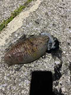 コウイカの釣果