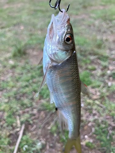 オイカワの釣果