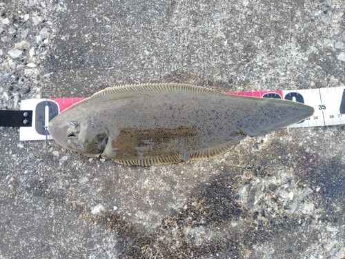 ウシノシタの釣果