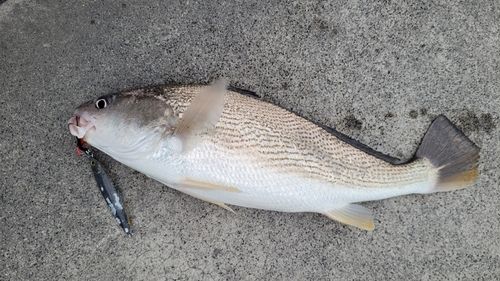 ニベの釣果