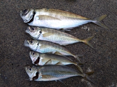 マアジの釣果
