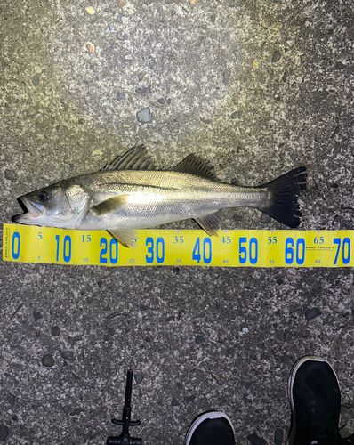 シーバスの釣果