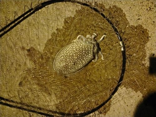 シリヤケイカの釣果