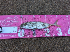 ワカシの釣果