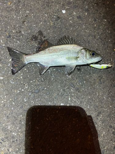 セイゴ（ヒラスズキ）の釣果