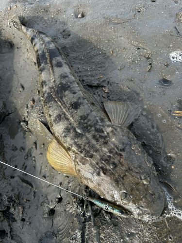 マゴチの釣果