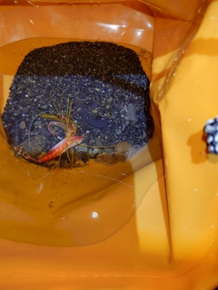 タコの釣果