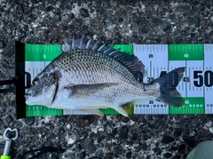 キビレの釣果