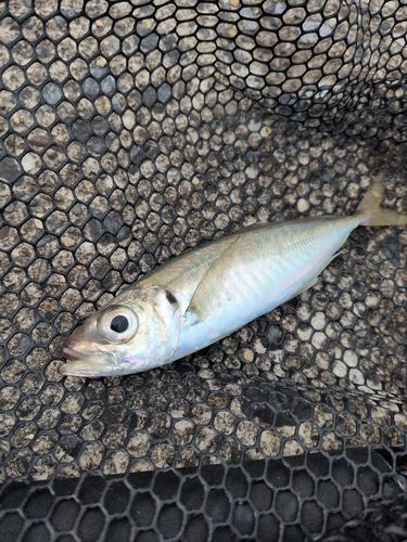 マアジの釣果