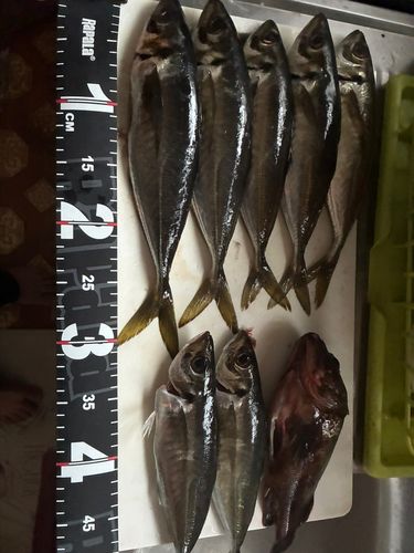 アジの釣果