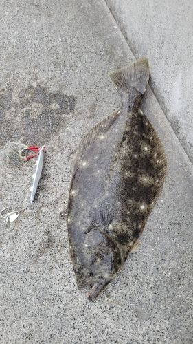 ヒラメの釣果
