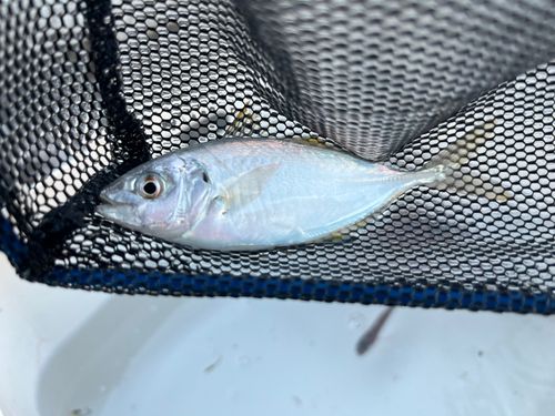 シマアジの釣果