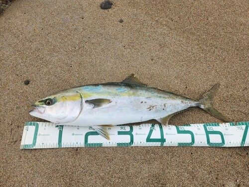 ワラサの釣果