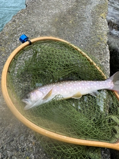アメマスの釣果