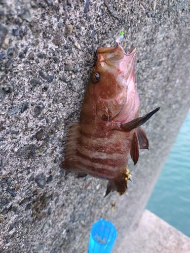 ヤミハタの釣果