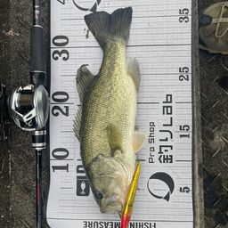 ブラックバスの釣果写真