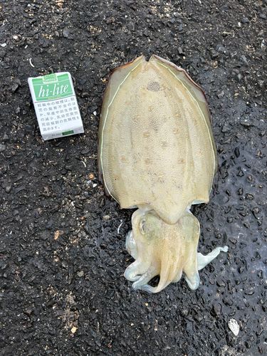 モンゴウイカの釣果