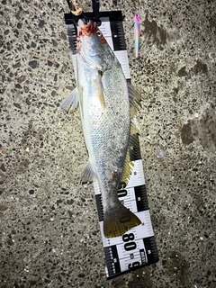 オオニベの釣果