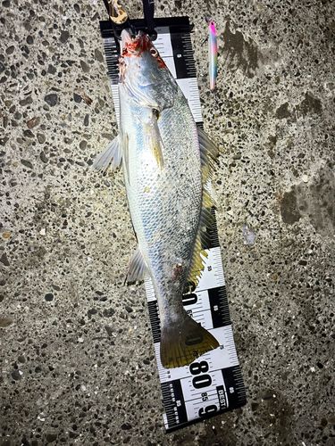 オオニベの釣果