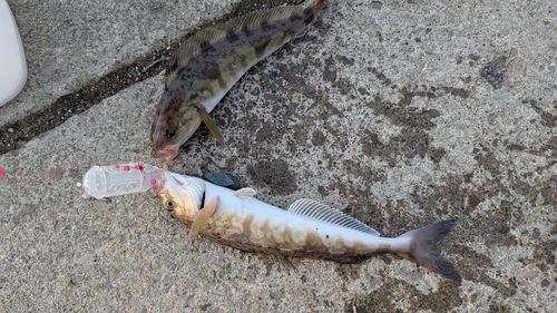 ホッケの釣果