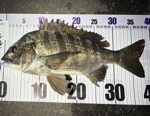 チヌの釣果