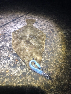 ヒラメの釣果