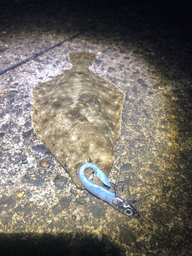 ヒラメの釣果
