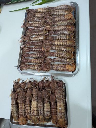 シャコエビの釣果