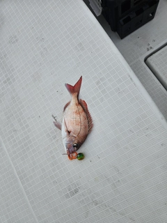 マダイの釣果
