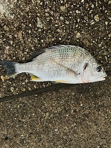 キビレの釣果