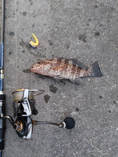 オオモンハタの釣果