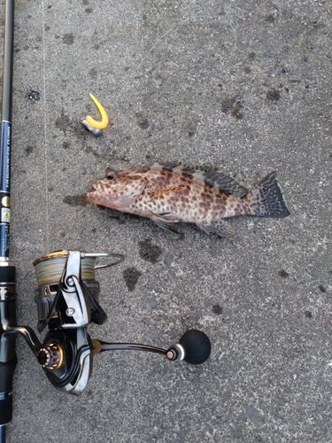 オオモンハタの釣果