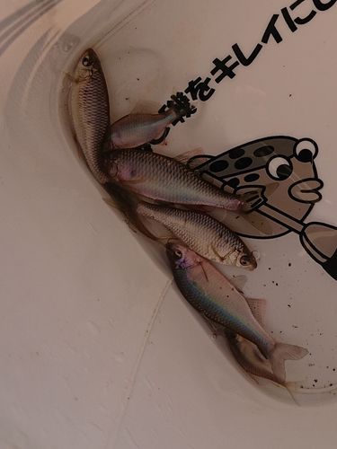 イチモンジタナゴの釣果・釣り情報まとめ【2026年最新