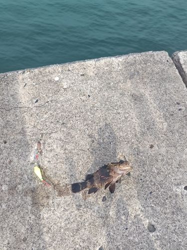 タケノコメバルの釣果