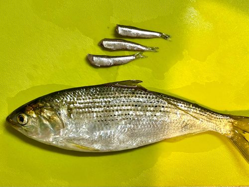 コノシロの釣果