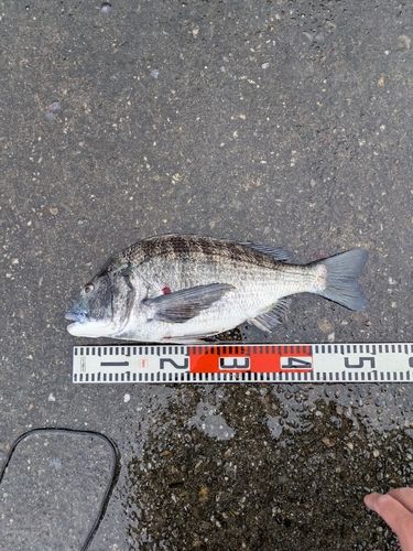 チヌの釣果