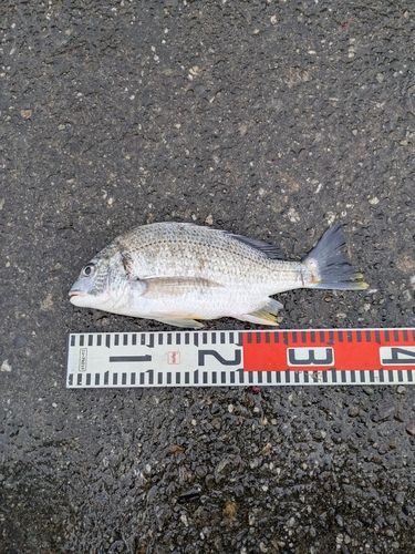 キビレの釣果
