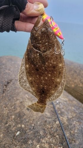 ソゲの釣果