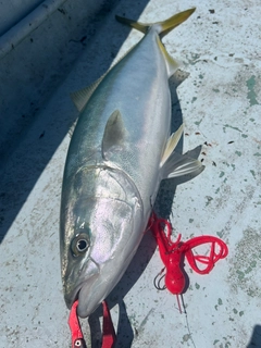 ハマチの釣果