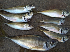 マアジの釣果