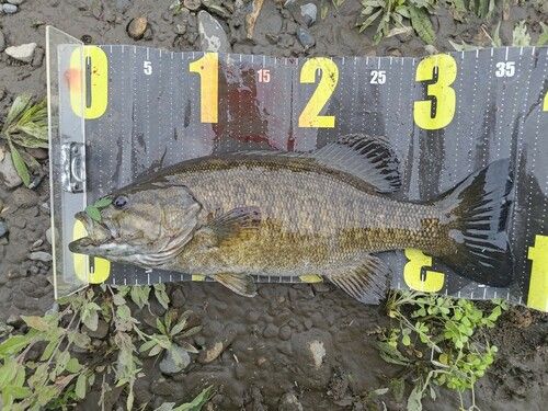 スモールマウスバスの釣果
