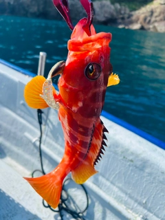 アカハタの釣果
