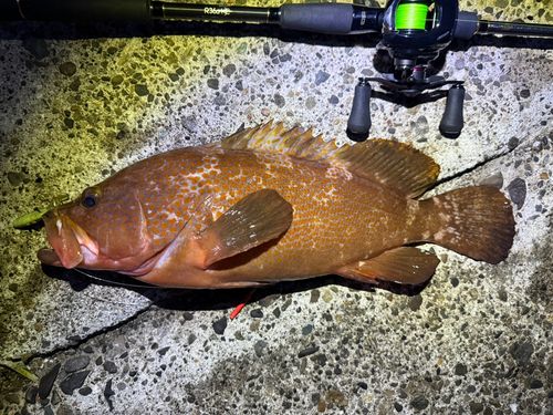 キジハタの釣果