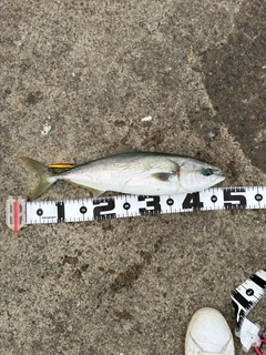 イナダの釣果
