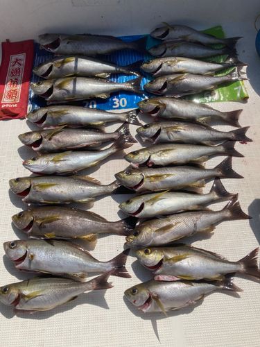 イサキの釣果