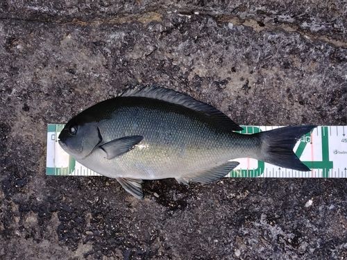 オナガグレの釣果