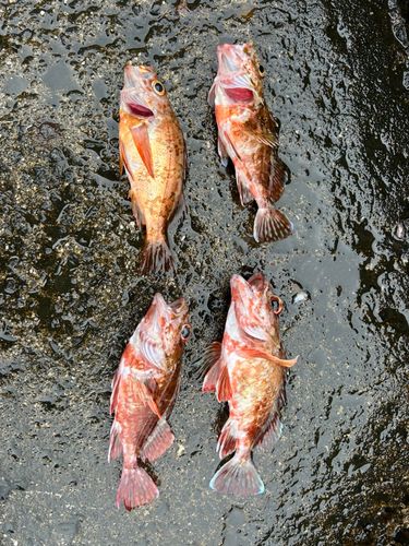 アカメバルの釣果