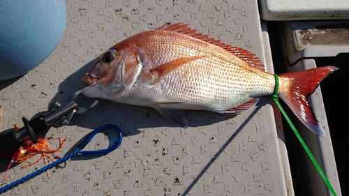 マダイの釣果