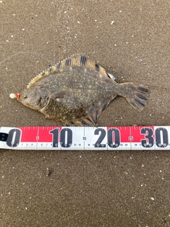 カワガレイの釣果