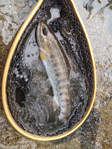ヤマメの釣果